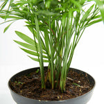 Neanthe Bella Palm - Indoor Plants - PL_NBP_4IN1 - Varnish + Vine - 4