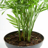 Neanthe Bella Palm - Indoor Plants - PL_NBP_4IN1 - Varnish + Vine - 4