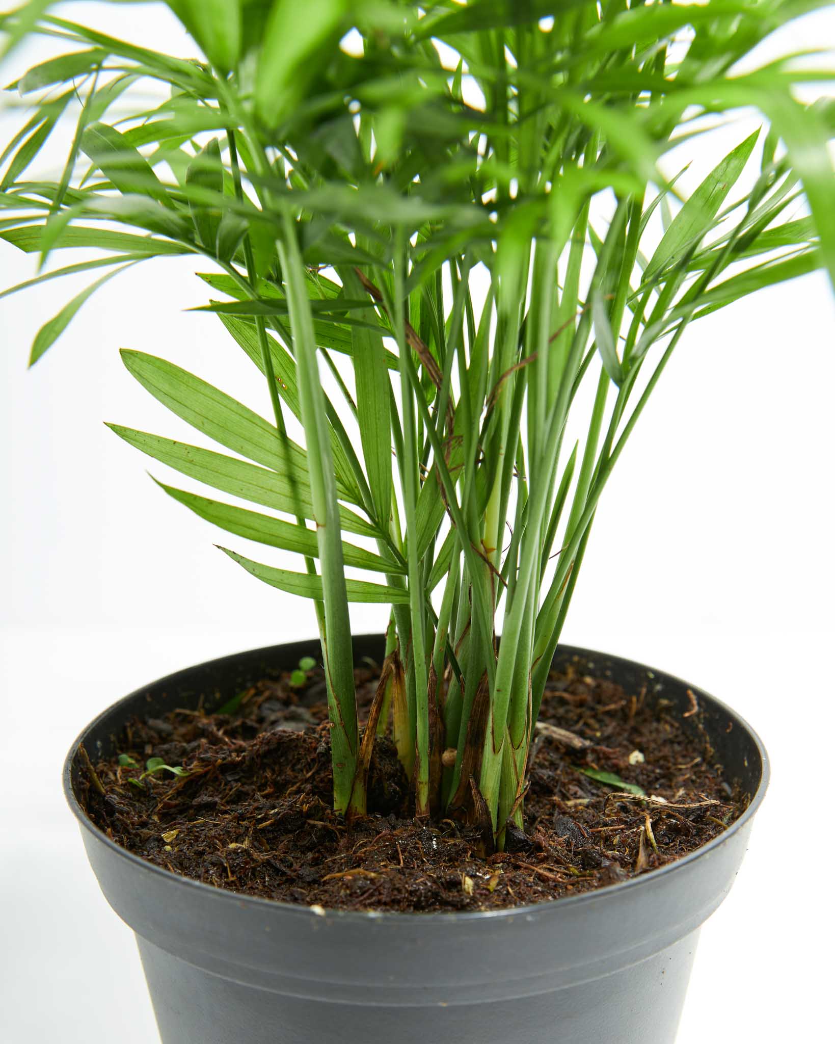 Neanthe Bella Palm - Indoor Plants - PL_NBP_4IN1 - Varnish + Vine - 4