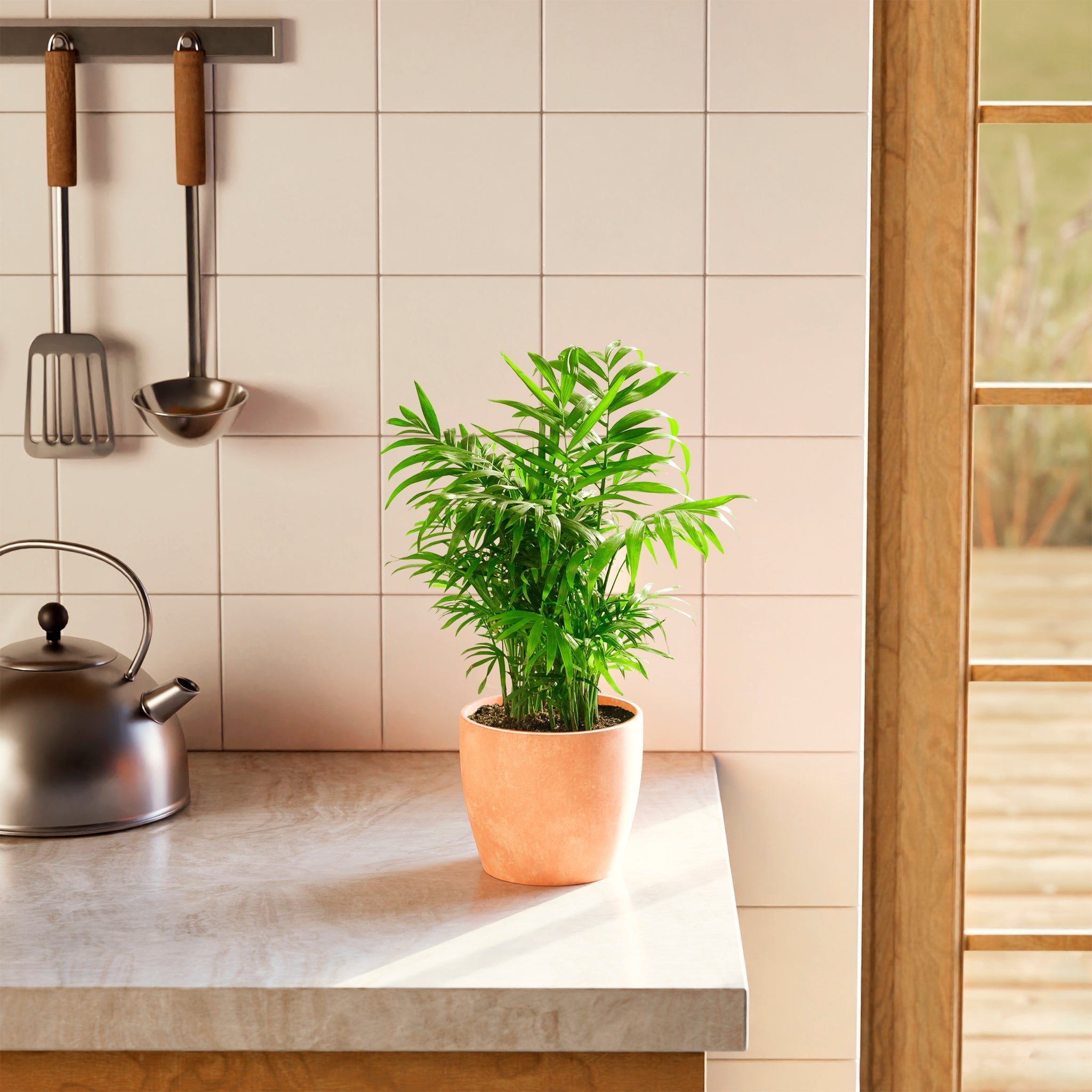 Neanthe Bella Palm - Indoor Plants - PL_NBP_6IN1 - Varnish + Vine - 38