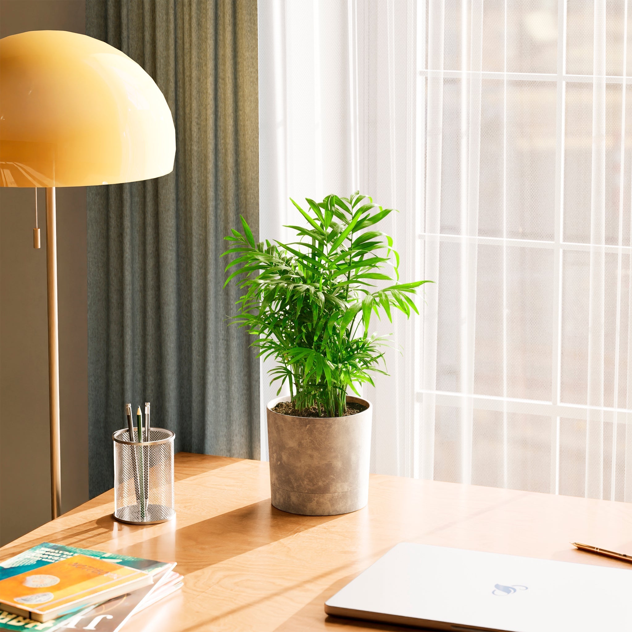 Neanthe Bella Palm - Indoor Plants - PB_NBP_ECO_EG_6IN1 - Varnish + Vine - 30