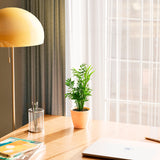 Neanthe Bella Palm - Indoor Plants - PL_NBP_4IN1 - Varnish + Vine - 19