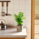 Neanthe Bella Palm - Indoor Plants - PB_NBP_ECO_EG_6IN1 - Varnish + Vine - 29