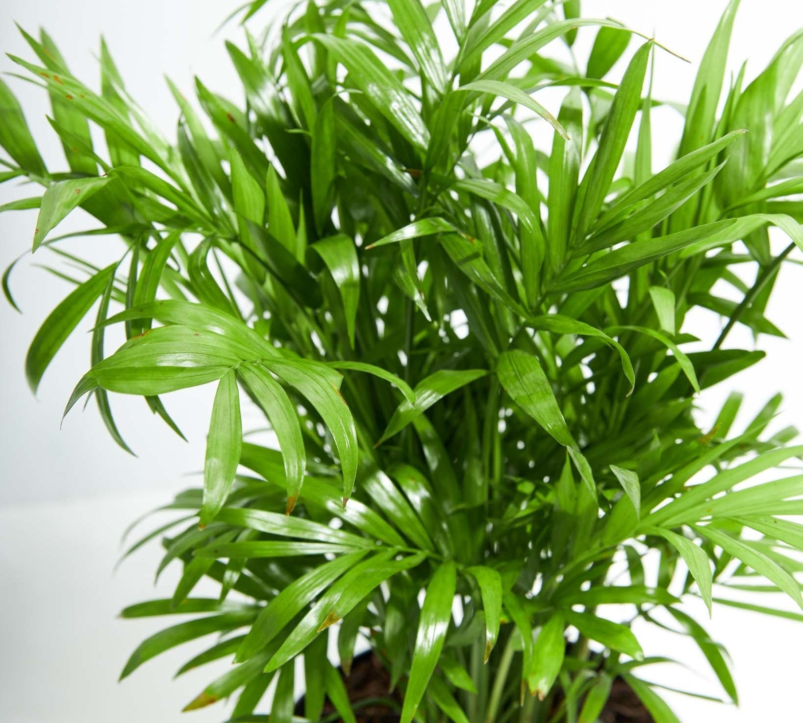 Neanthe Bella Palm - Indoor Plants - PL_NBP_4IN1 - Varnish + Vine - 2