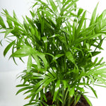 Neanthe Bella Palm - Indoor Plants - PL_NBP_4IN1 - Varnish + Vine - 2