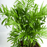 Neanthe Bella Palm - Indoor Plants - PL_NBP_4IN1 - Varnish + Vine - 2