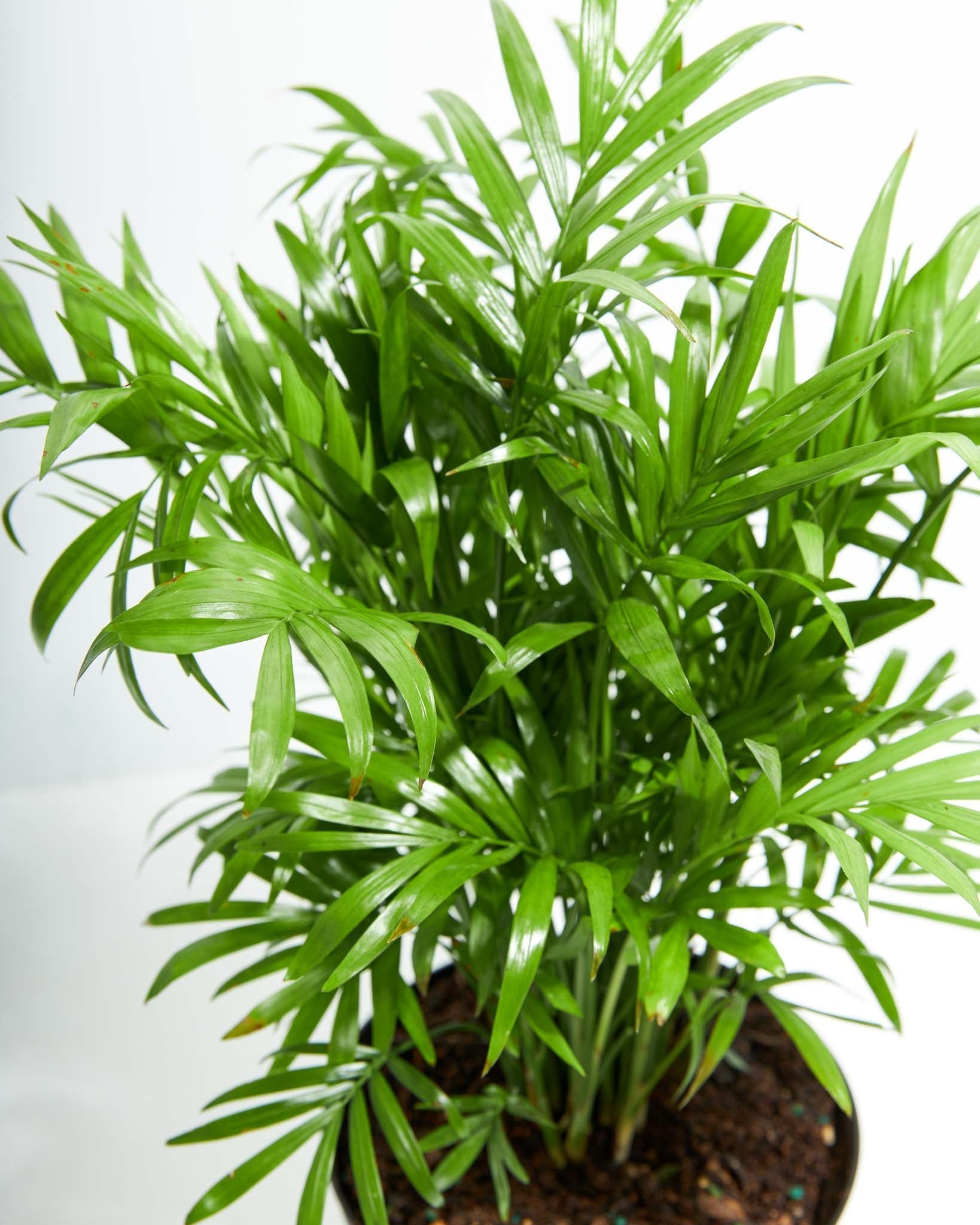 Neanthe Bella Palm - Indoor Plants - PL_NBP_4IN1 - Varnish + Vine - 2