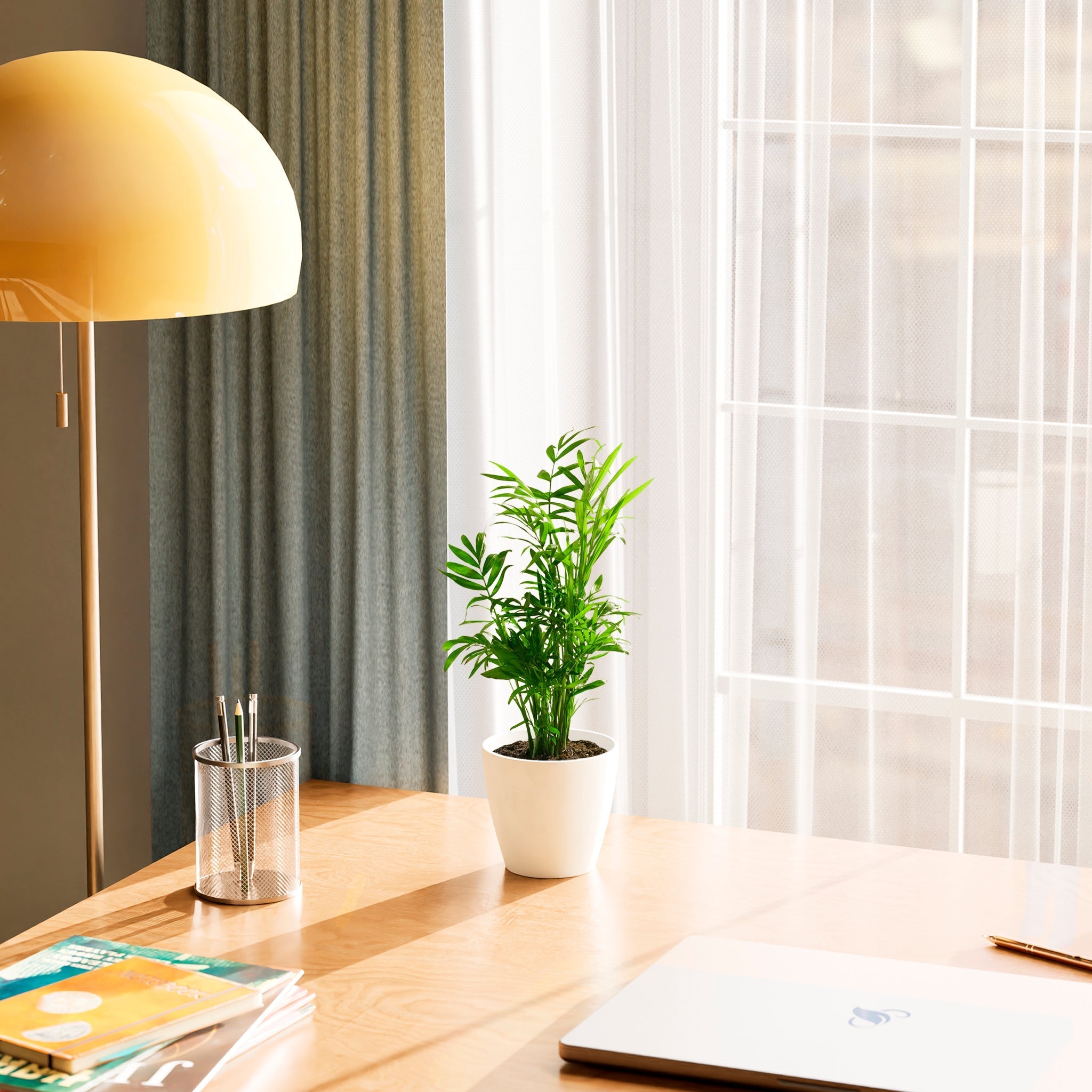 Neanthe Bella Palm - Indoor Plants - PL_NBP_4IN1 - Varnish + Vine - 20