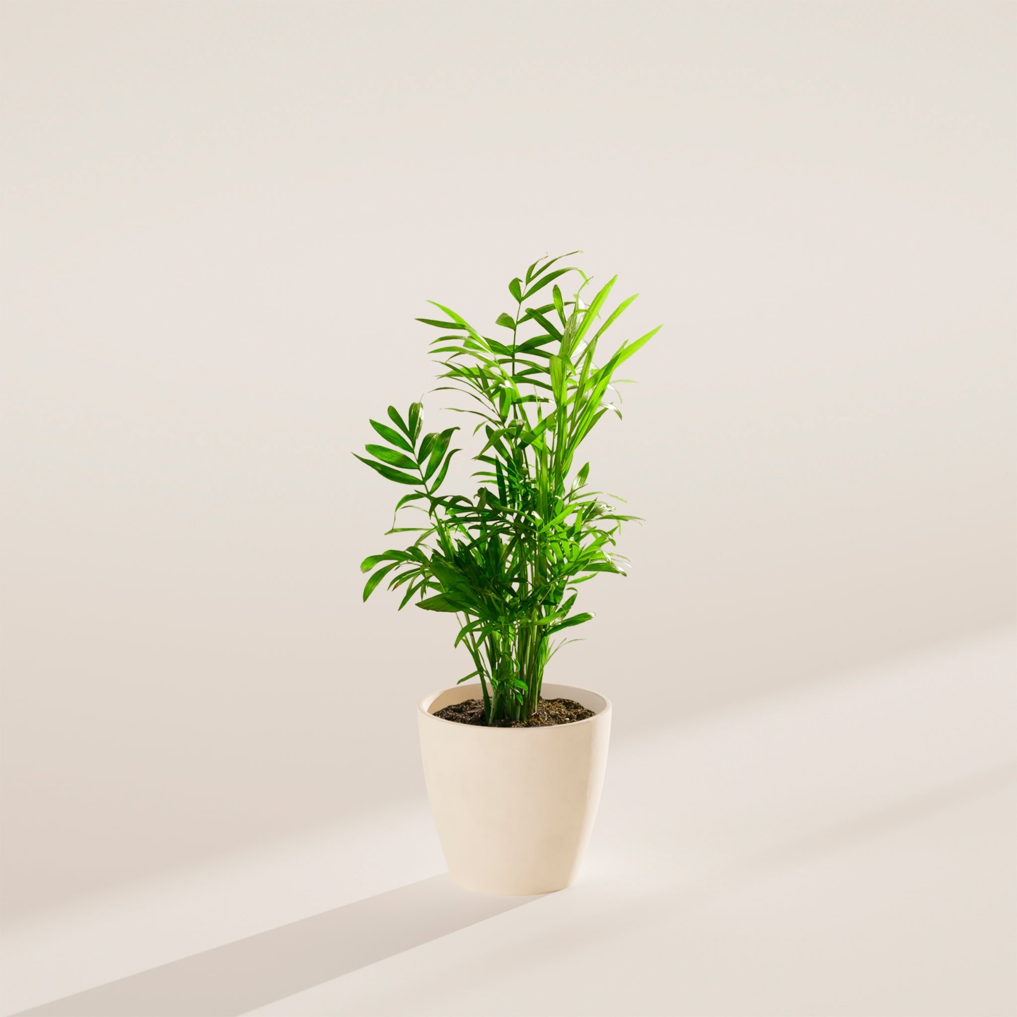 Neanthe Bella Palm - Indoor Plants - PB_NBP_ECO_CO_4IN1 - Varnish + Vine - 14