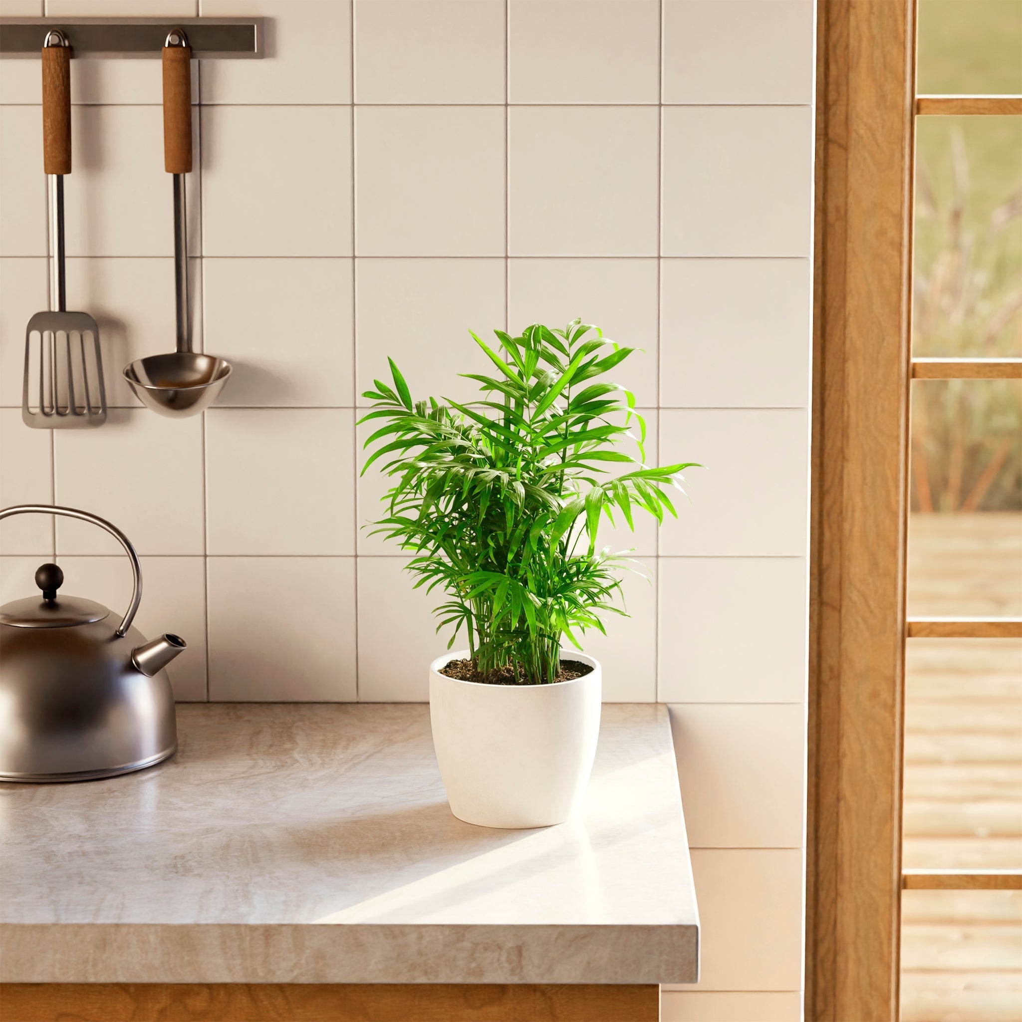 Neanthe Bella Palm - Indoor Plants - PB_NBP_ECO_CH_6IN1 - Varnish + Vine - 41