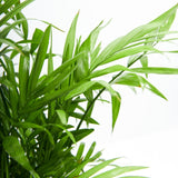 Neanthe Bella Palm - Indoor Plants - PL_NBP_4IN1 - Varnish + Vine - 5