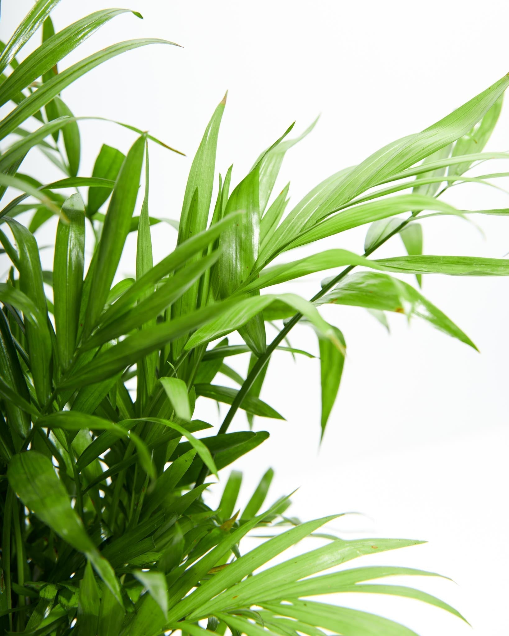 Neanthe Bella Palm - Indoor Plants - PL_NBP_4IN1 - Varnish + Vine - 5