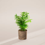 Neanthe Bella Palm - Indoor Plants - PB_NBP_SWP_EG_6IN1 - Varnish + Vine - 35