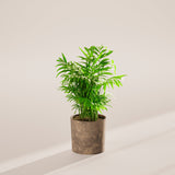 Neanthe Bella Palm - Indoor Plants - PB_NBP_SWP_EG_6IN1 - Varnish + Vine - 35