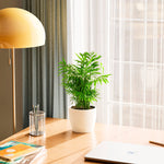 Neanthe Bella Palm - Indoor Plants - PL_NBP_4IN1 - Varnish + Vine - 23