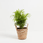 Neanthe Bella Palm - Indoor Plants - PB_NBP_BAS_LI_6IN1 - Varnish + Vine - 9