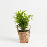 Neanthe Bella Palm - Indoor Plants - PB_NBP_BAS_LI_6IN1 - Varnish + Vine - 9