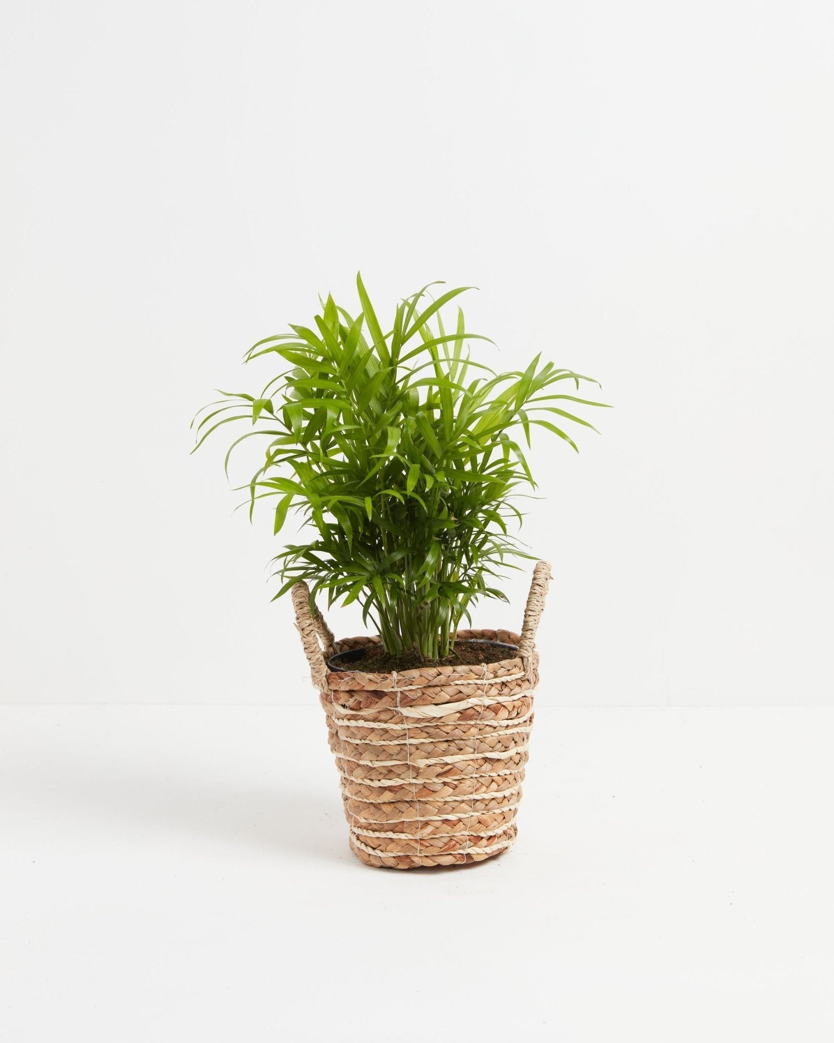 Neanthe Bella Palm - Indoor Plants - PB_NBP_BAS_LI_6IN1 - Varnish + Vine - 9