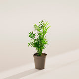 Neanthe Bella Palm - Indoor Plants - PL_NBP_4IN1 - Varnish + Vine - 18