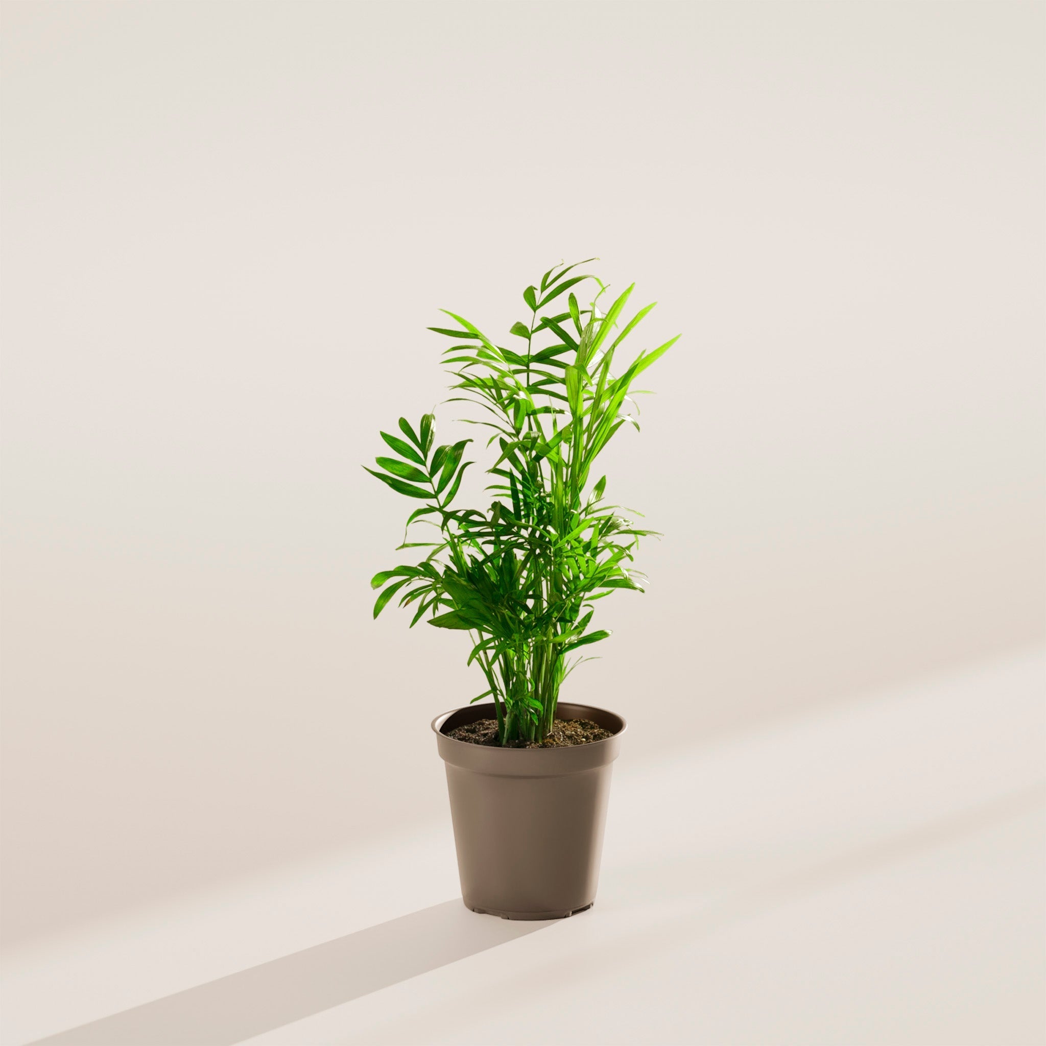Neanthe Bella Palm - Indoor Plants - PL_NBP_4IN1 - Varnish + Vine - 18