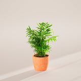 Neanthe Bella Palm - Indoor Plants - PB_NBP_ECO_CH_6IN1 - Varnish + Vine - 40