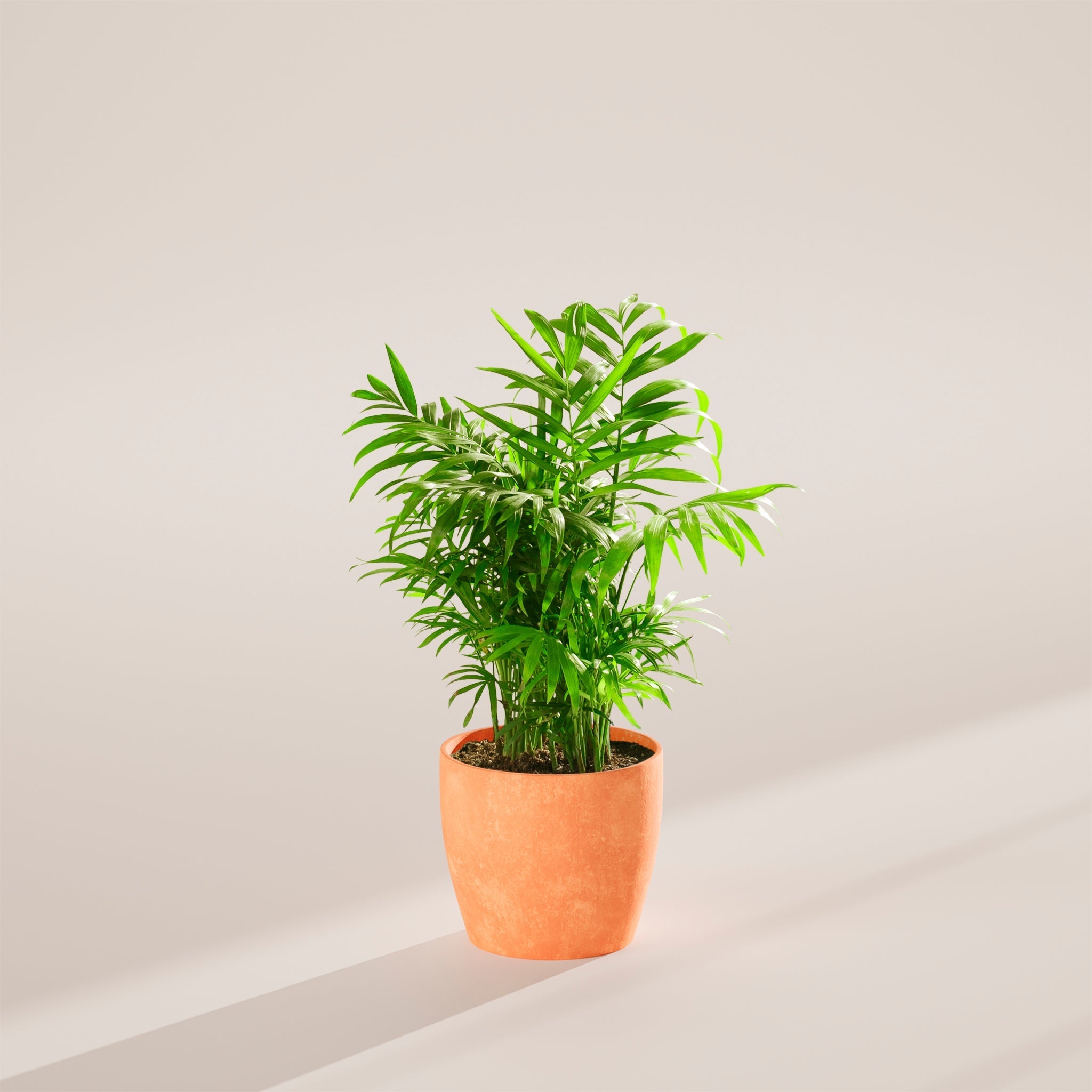 Neanthe Bella Palm - Indoor Plants - PB_NBP_ECO_CH_6IN1 - Varnish + Vine - 40
