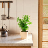 Neanthe Bella Palm - Indoor Plants - PB_NBP_ECO_EG_6IN1 - Varnish + Vine - 33