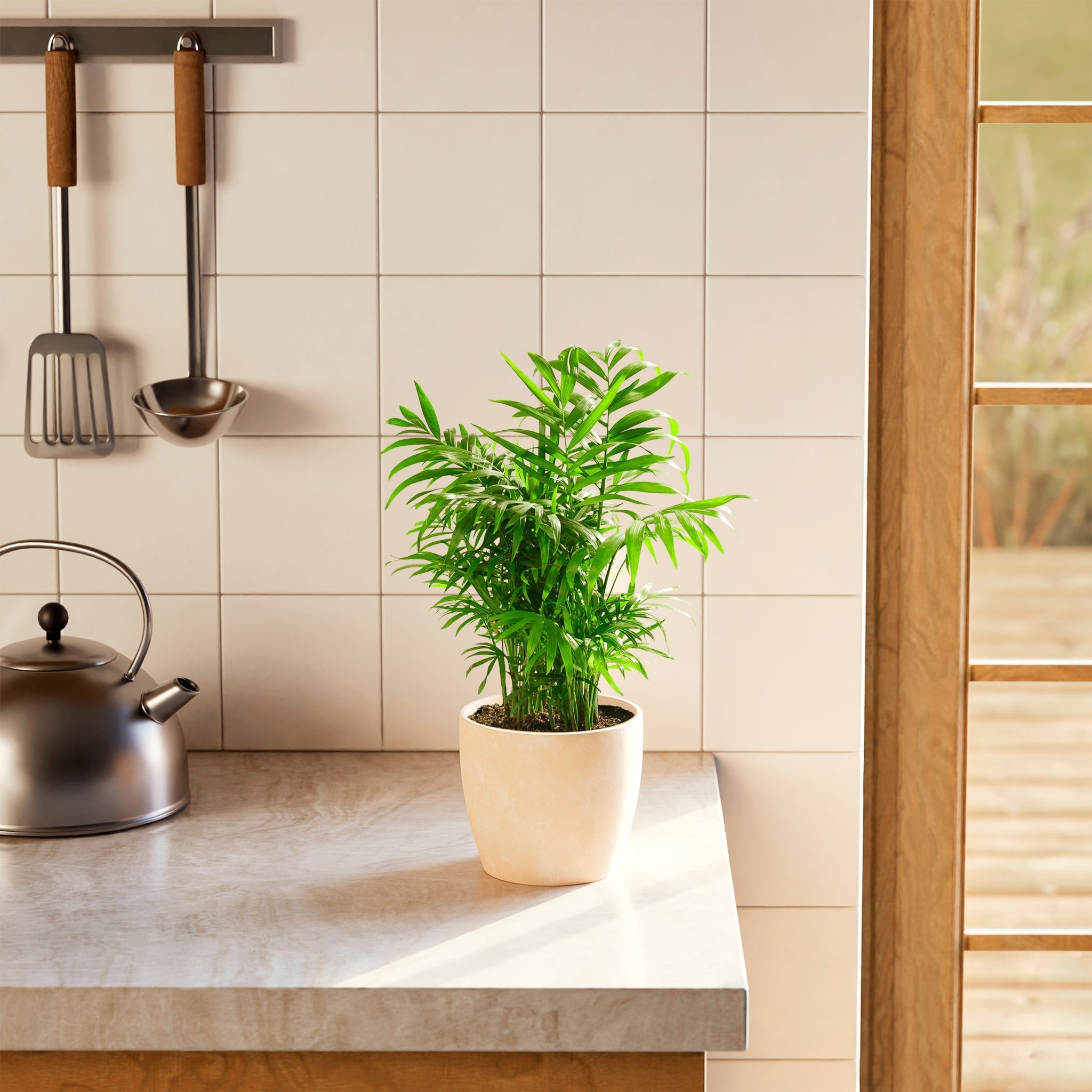 Neanthe Bella Palm - Indoor Plants - PB_NBP_ECO_EG_6IN1 - Varnish + Vine - 33