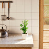 Neanthe Bella Palm - Indoor Plants - PB_NBP_ECO_CH_4IN1 - Varnish + Vine - 13