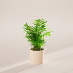 Neanthe Bella Palm - Indoor Plants - PB_NBP_SWP_CO_6IN1 - Varnish + Vine - 36