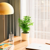 Neanthe Bella Palm - Indoor Plants - PB_NBP_ECO_EG_6IN1 - Varnish + Vine - 28