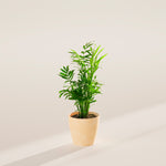 Neanthe Bella Palm - Indoor Plants - PB_NBP_ECO_MA_4IN1 - Varnish + Vine - 17