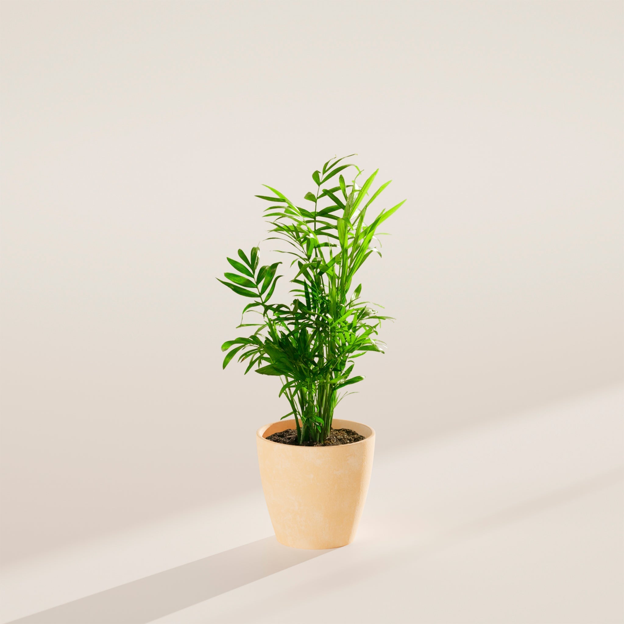 Neanthe Bella Palm - Indoor Plants - PB_NBP_ECO_MA_4IN1 - Varnish + Vine - 17