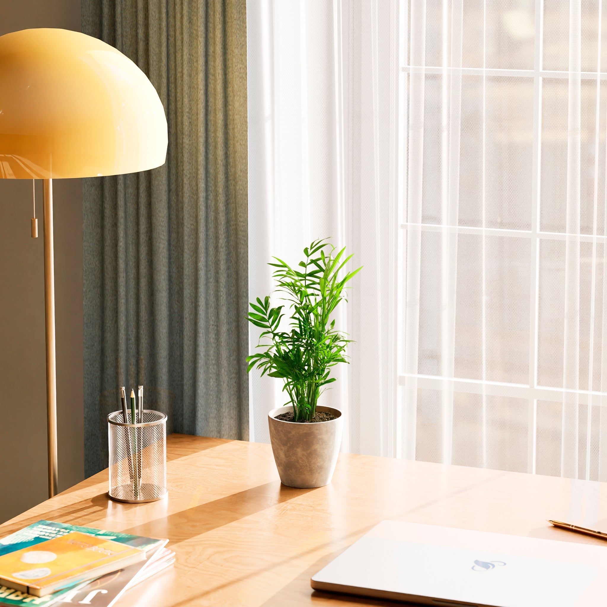 Neanthe Bella Palm - Indoor Plants - PL_NBP_4IN1 - Varnish + Vine - 22