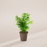 Neanthe Bella Palm - Indoor Plants - PL_NBP_6IN1 - Varnish + Vine - 37
