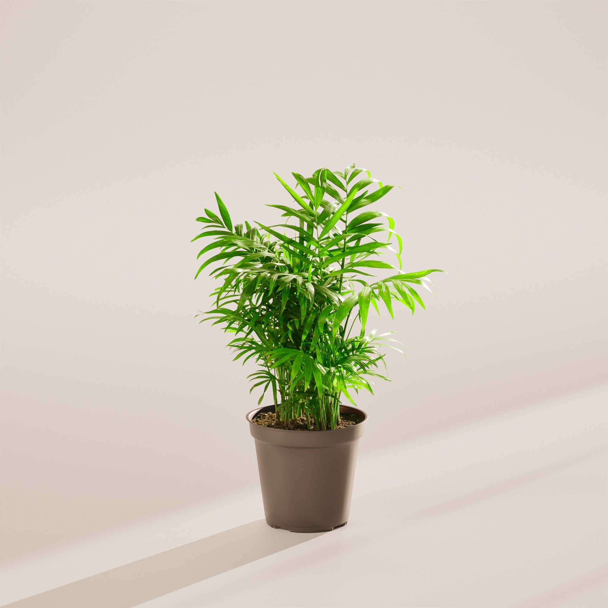 Neanthe Bella Palm - Indoor Plants - PL_NBP_6IN1 - Varnish + Vine - 37