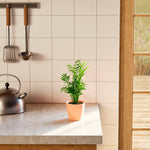 Neanthe Bella Palm - Indoor Plants - PB_NBP_BAS_LI_6IN1 - Varnish + Vine - 11