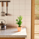 Neanthe Bella Palm - Indoor Plants - PB_NBP_BAS_LI_6IN1 - Varnish + Vine - 11