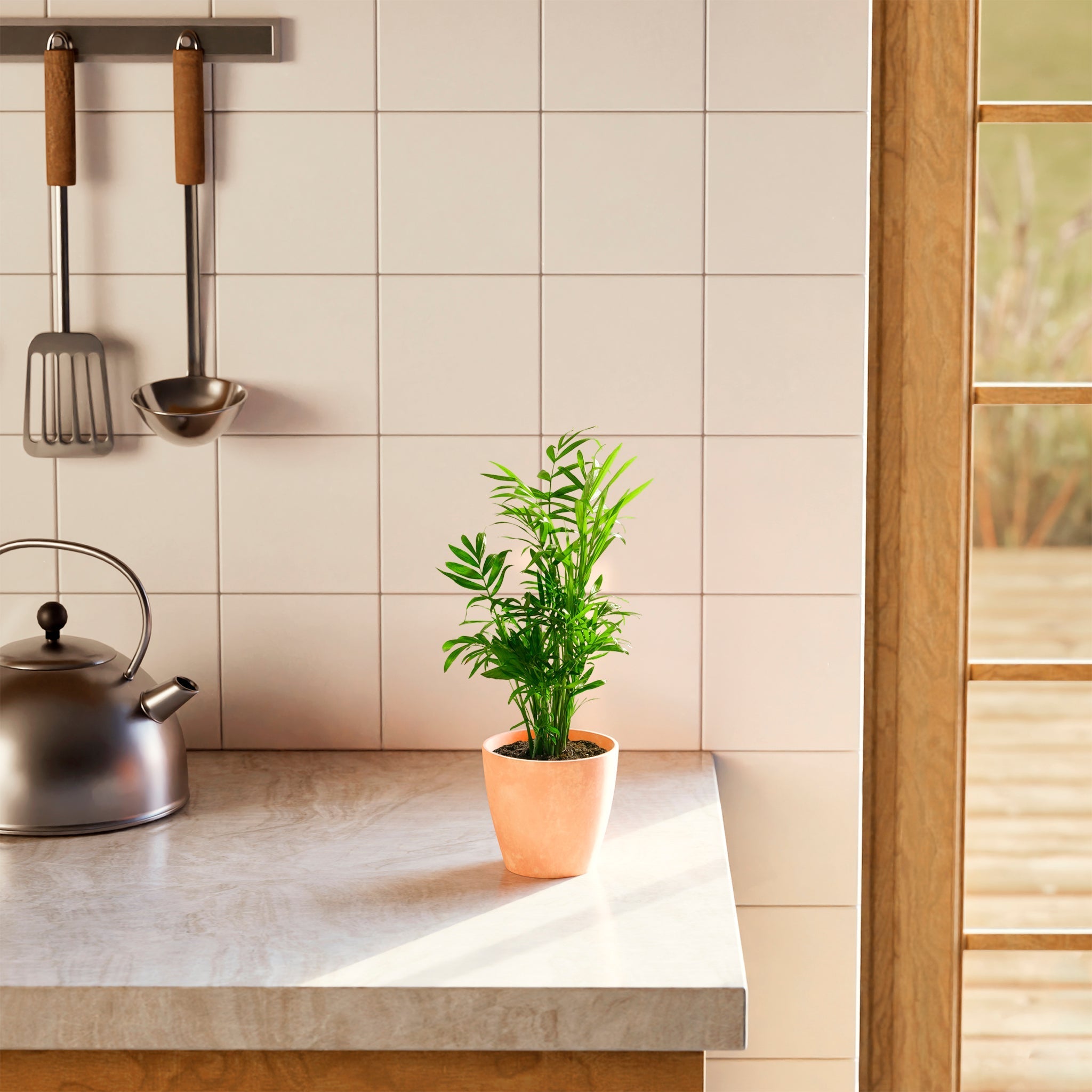 Neanthe Bella Palm - Indoor Plants - PB_NBP_BAS_LI_6IN1 - Varnish + Vine - 11