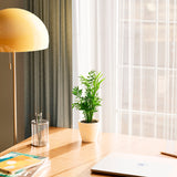 Neanthe Bella Palm - Indoor Plants - PB_NBP_ECO_EG_4IN1 - Varnish + Vine - 16