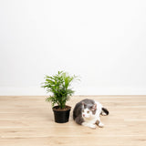 Neanthe Bella Palm - Indoor Plants - PL_NBP_4IN1 - Varnish + Vine - 3