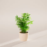 Neanthe Bella Palm - Indoor Plants - PB_NBP_ECO_CO_6IN1 - Varnish + Vine - 24