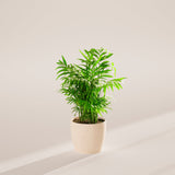 Neanthe Bella Palm - Indoor Plants - PB_NBP_ECO_CO_6IN1 - Varnish + Vine - 24