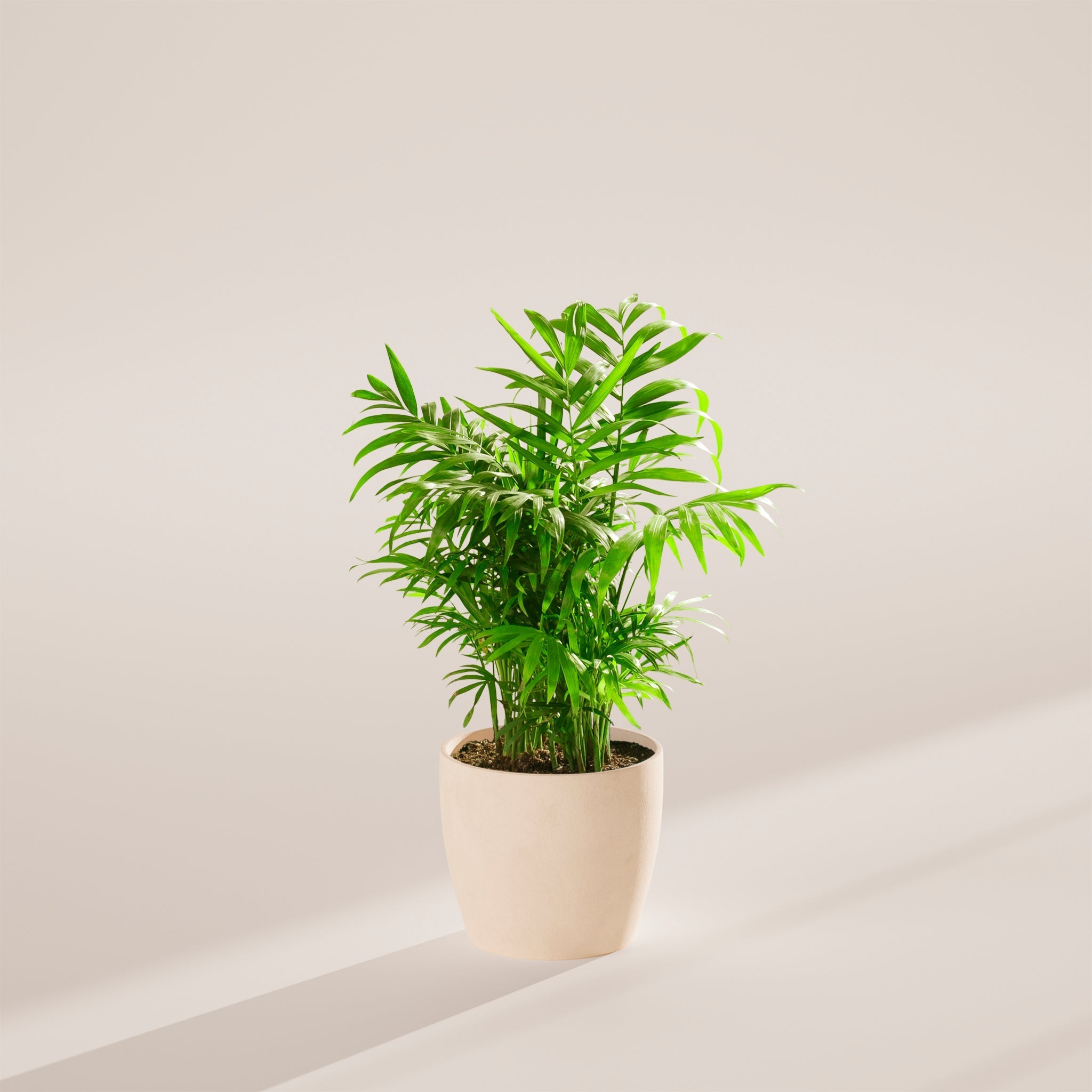 Neanthe Bella Palm - Indoor Plants - PB_NBP_ECO_CO_6IN1 - Varnish + Vine - 24