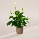 Peace Lily (Spathiphyllum) - Indoor Plants - PB_PL_ECO_EG_6IN1 - Varnish + Vine - 71