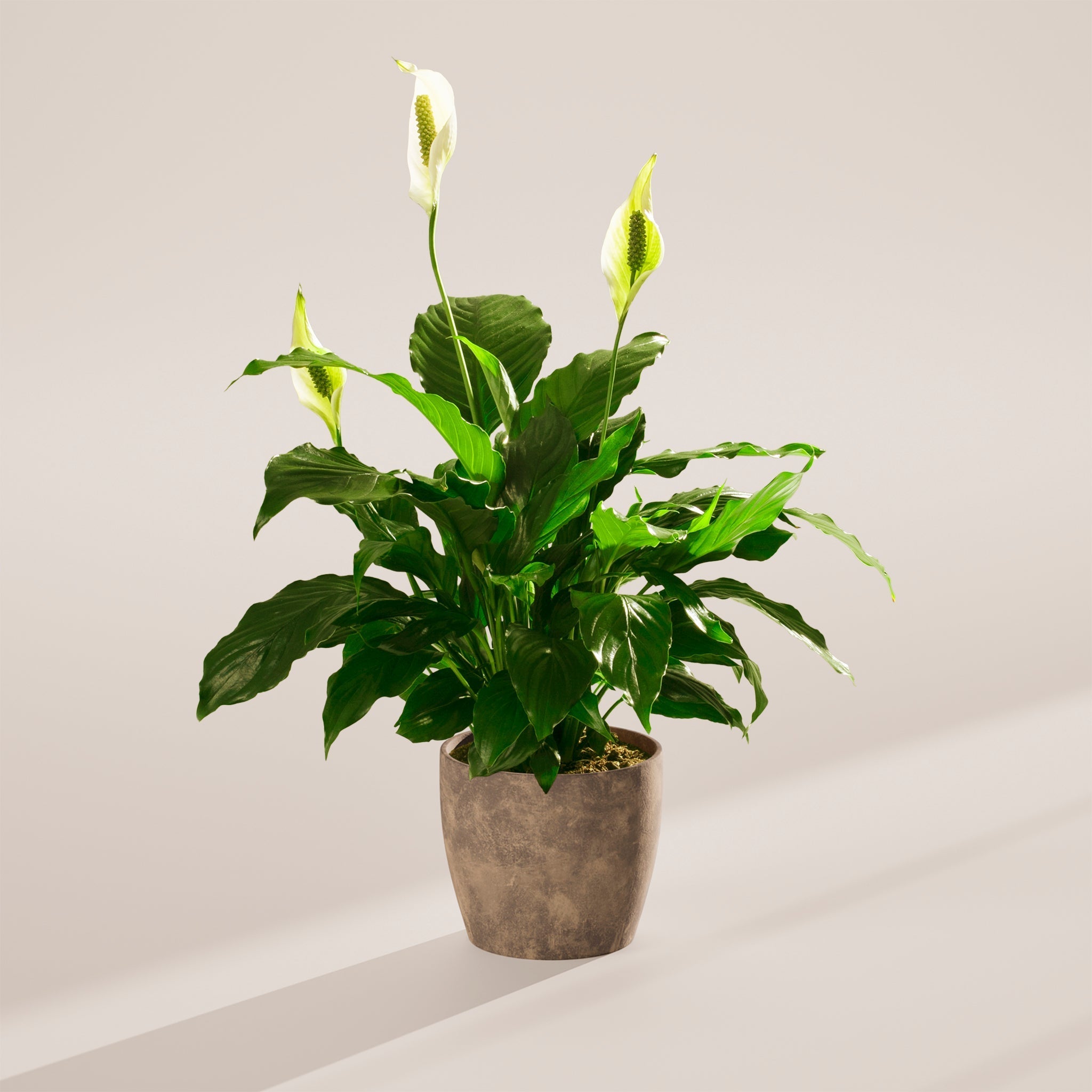 Peace Lily (Spathiphyllum) - Indoor Plants - PB_PL_ECO_EG_6IN1 - Varnish + Vine - 71