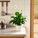 Peace Lily (Spathiphyllum) - Indoor Plants - PL_PL_4IN1 - Varnish + Vine - 60
