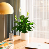 Peace Lily (Spathiphyllum) - Indoor Plants - PL_PL_4IN1 - Varnish + Vine - 61