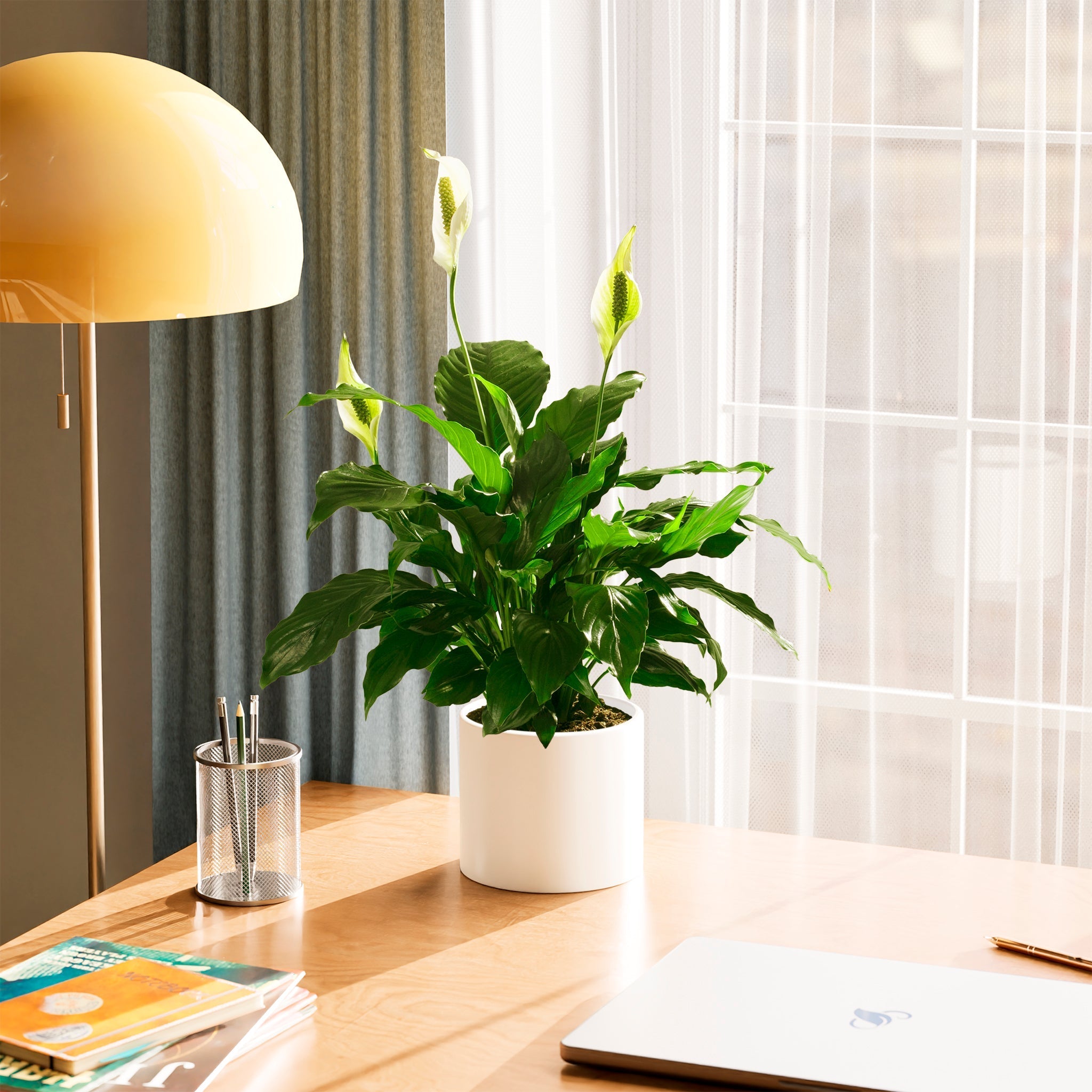 Peace Lily (Spathiphyllum) - Indoor Plants - PL_PL_4IN1 - Varnish + Vine - 61