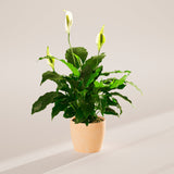 Peace Lily (Spathiphyllum) - Indoor Plants - PB_PL_ECO_MA_6IN1 - Varnish + Vine - 74